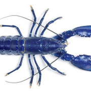 Blue Lobster 4-Miler