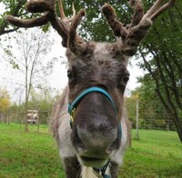 Sleigh Me Ultras