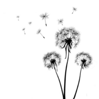 Dandelion Run - 5k / 10k Trail Race