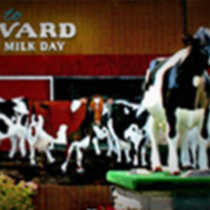 Harvard Milk Days