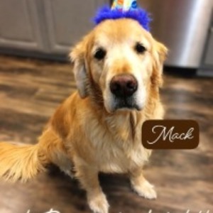 Second Annual [Un]leash the Fun 5k Run and 2k Walk