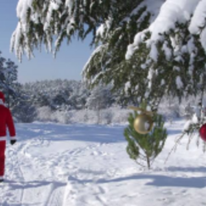 Frosty Forest 5k