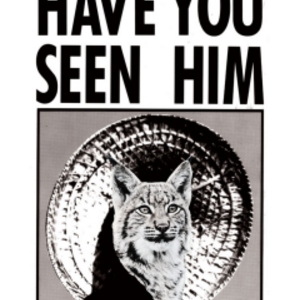 Wildcat Summer Cup - July 5K