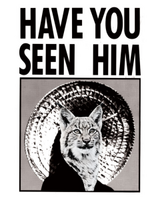 Wildcat Summer Cup - August 5K