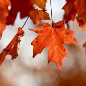 2026 Leaf Peeper Half Marathon