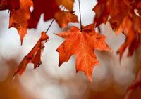 2026 Leaf Peeper Half Marathon