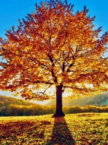 Fall Festival 5k Run/walk
