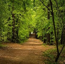 Shoreham woods 10k Trail Run 2026