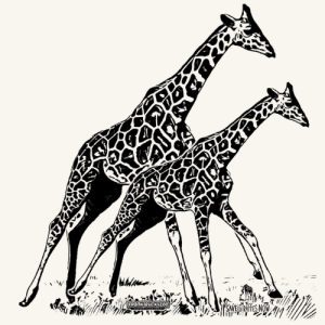 World Giraffe Day 5K Run/Walk
