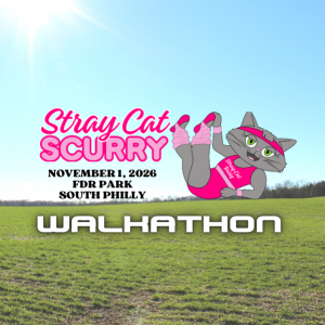 Stray Cat Scurry