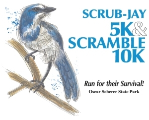 Scrub Jay Races
