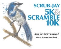 Scrub Jay Races