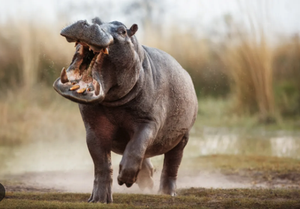 Hippo Trail Fest