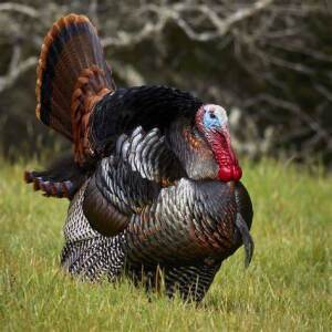 Bremond Turkey Trot