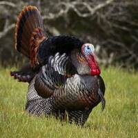 Bremond Turkey Trot