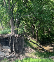Tipton Picnic Trail 5K Run / 2 Mile Walk / Live