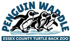 Essex County Turtle Back Zoo Penguin Waddle